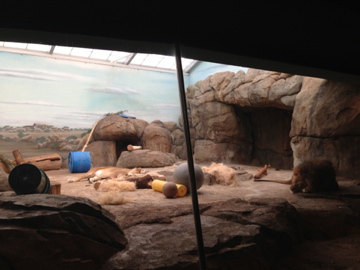 5/19/2014 - Indoor Lion/Hyena Exhibit