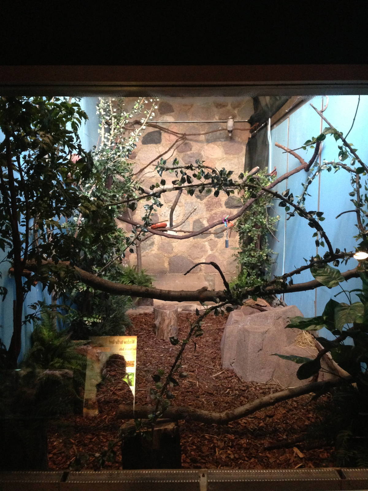 5/19/2014 - Kookaburra Exhibit