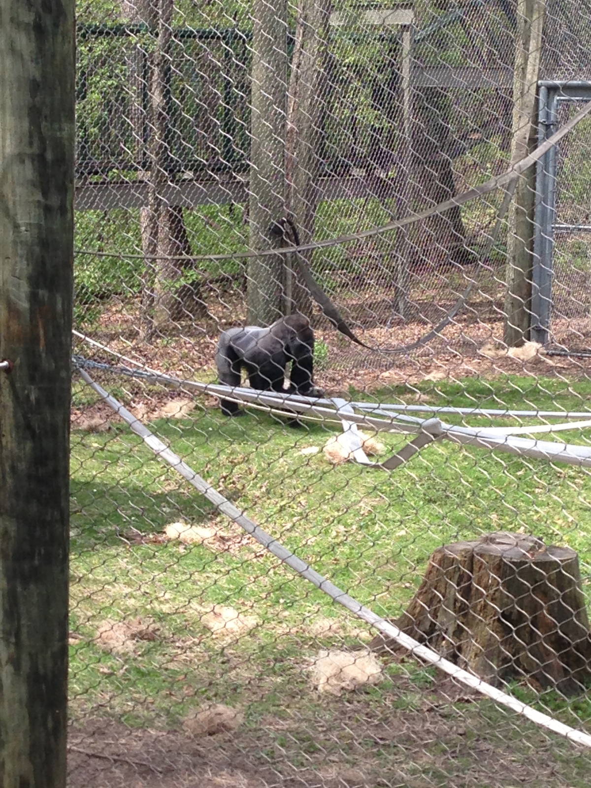 5/19/2014 - Maji Maji