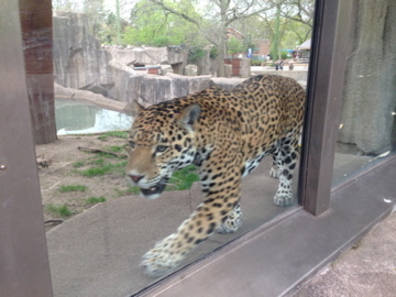 5/19/2014 - Male Jaguar
