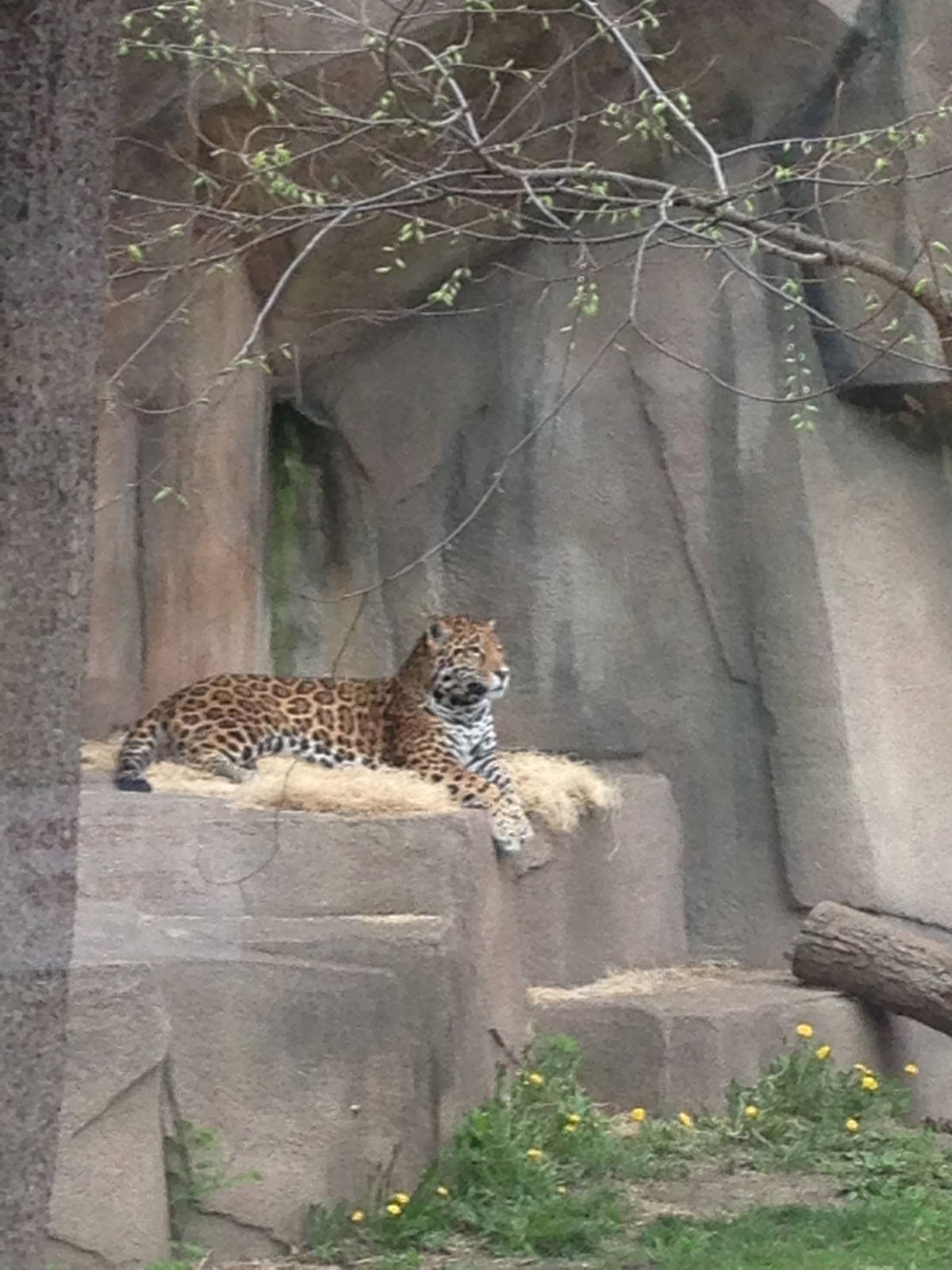5/19/2014 - Male Jaguar