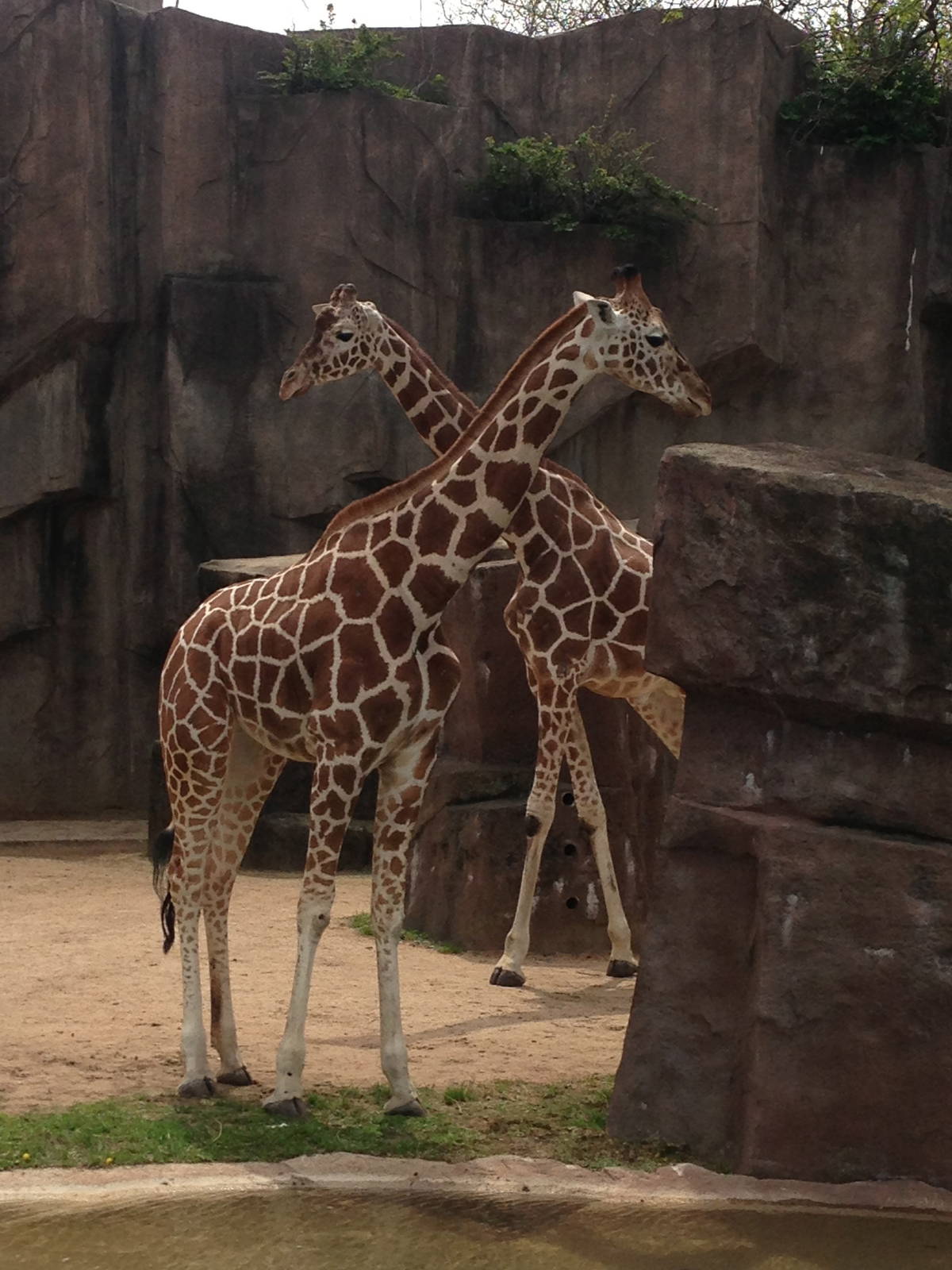 5/19/2014 - Marlee (front) and Bahatika (back)