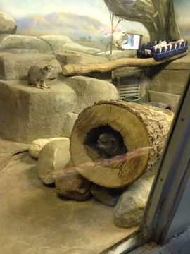 5/19/2014 - Meerkats