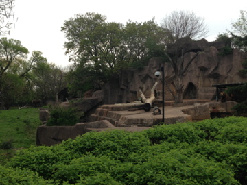 5/19/2014 - Moose (left) and Kodiak Bear (right) Exhibits