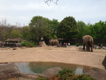 5/19/2014 - Most of the Outdoor African Elephant Exhibit