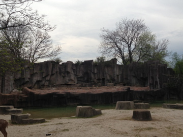 5/19/2014 - Outdoor African Lion/Spotted Hyena Exhibit (under construction)