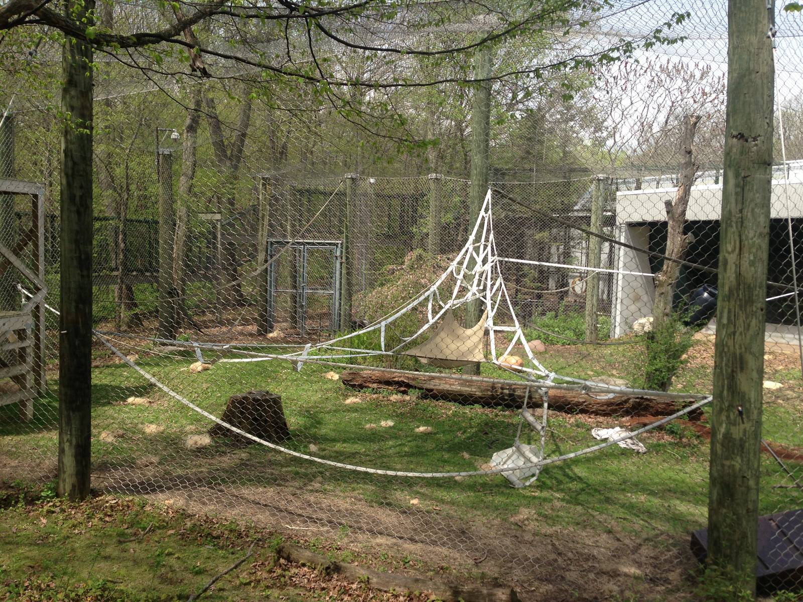 5/19/2014 - Outdoor Gorilla Exhibit