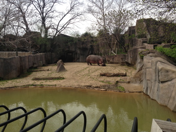 5/19/2014 - Outdoor Nile Hippo Exhibit