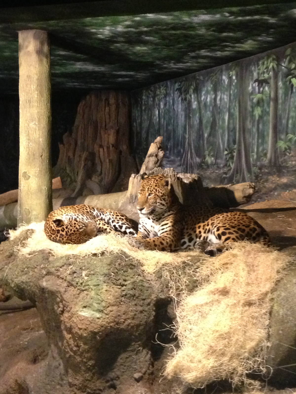 5/19/2014 - Stella (left) and Pat the Cat (right)