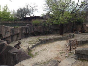 5/19/2014 - Waterbuck, Damara Zebra, and Greater Kudu