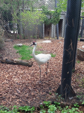 5/19/2014 - Whooping Crane