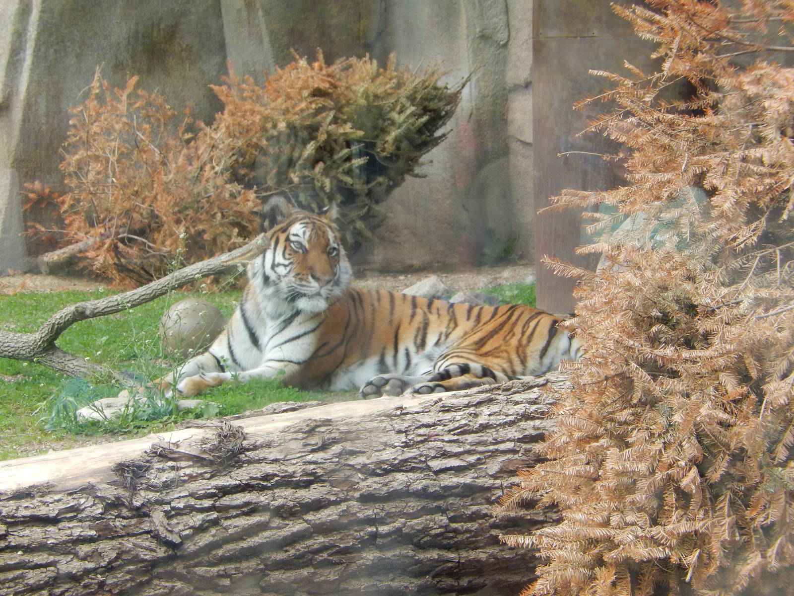 5/19/2016 - Amur Tiger