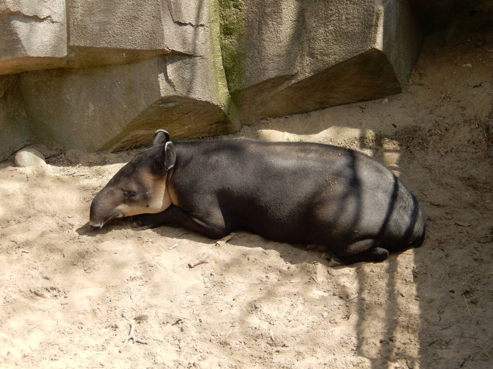 5/19/2016 - Baird's Tapir