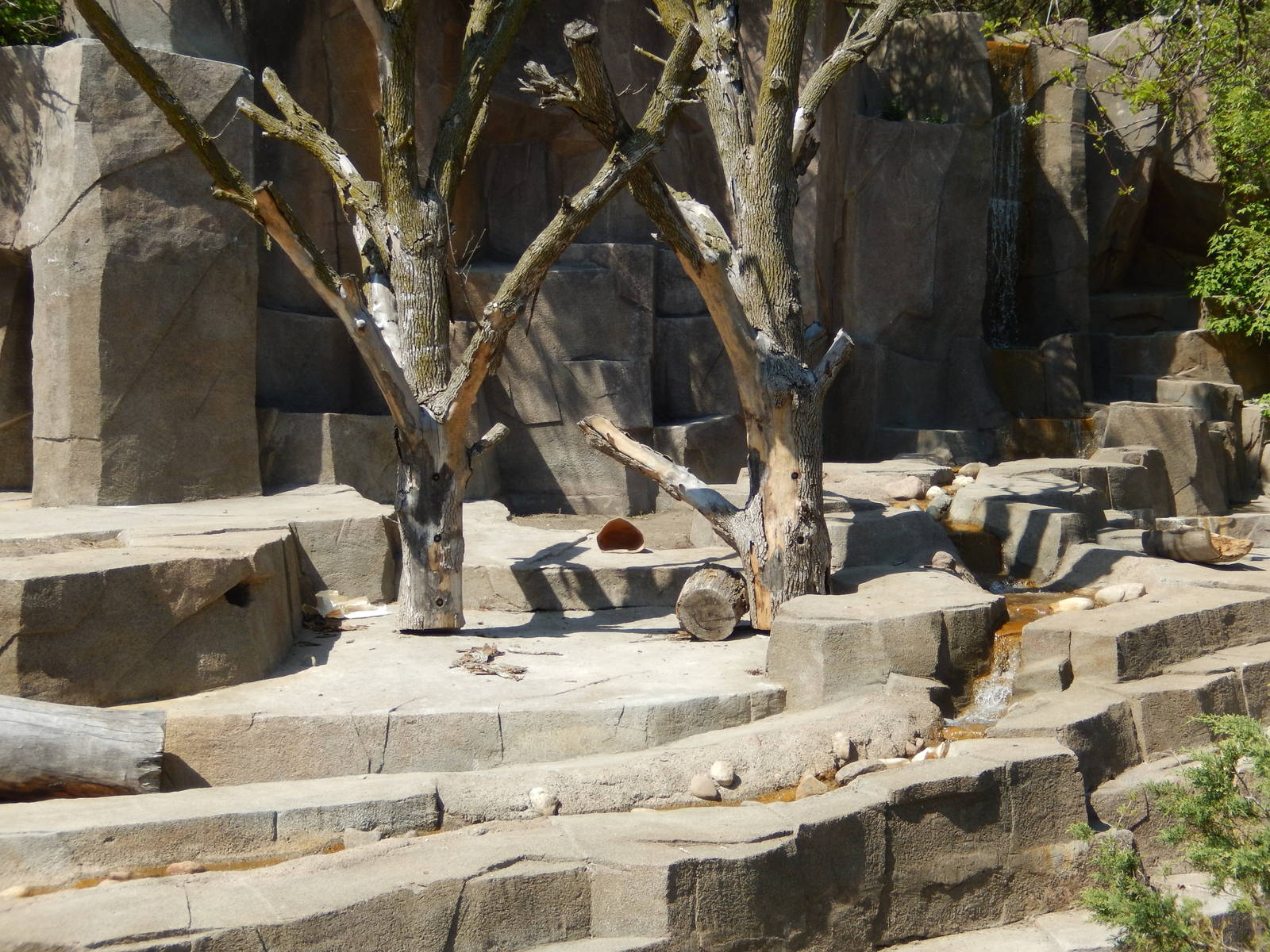 5/19/2016 - Black Bear Exhibit