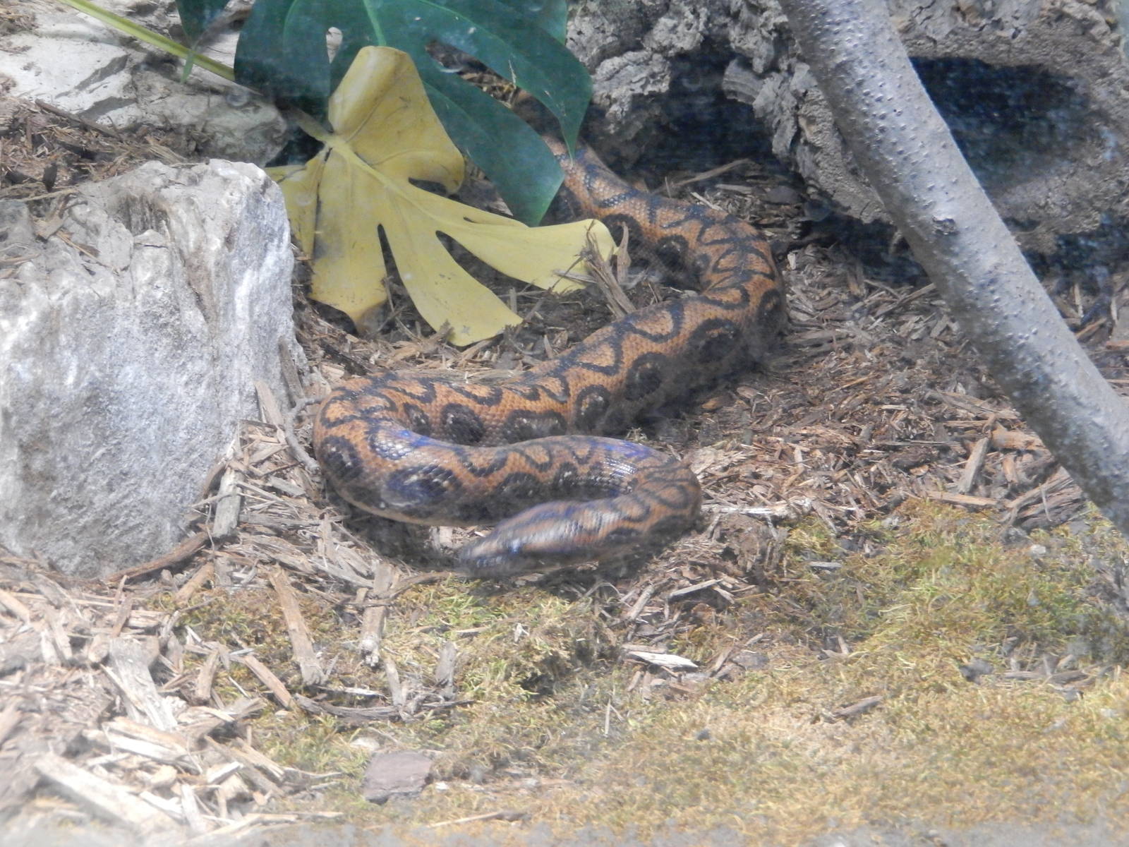 5/19/2016 - Brazilian Rainbow Boa