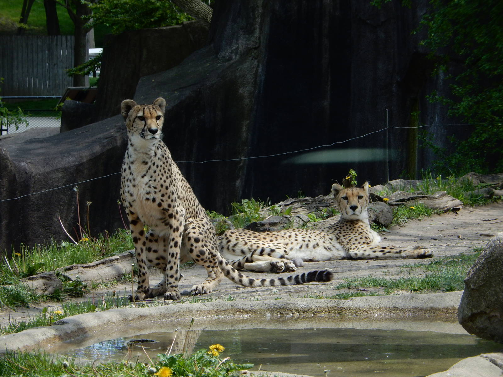 5/19/2016 - Cheetah Girls Attention Caught