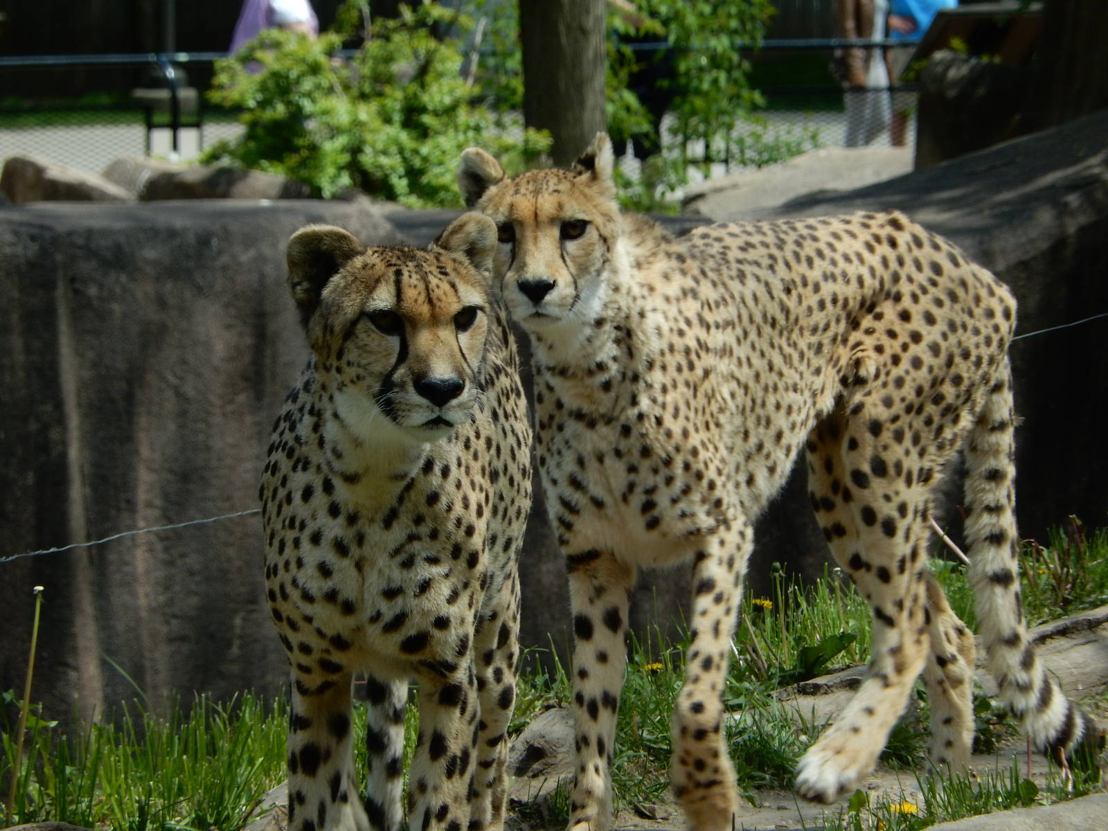 5/19/2016 - Cheetah Girls Check it Out