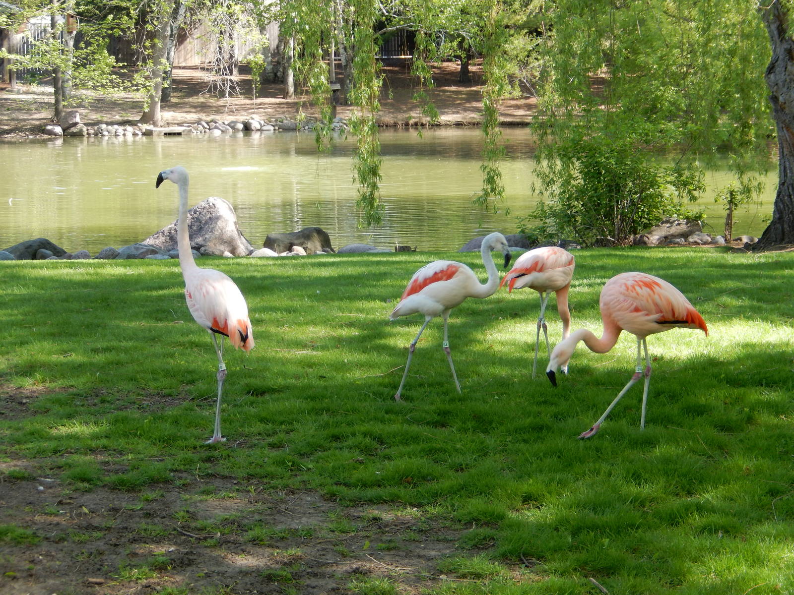 5/19/2016 - Chilean Flamingos