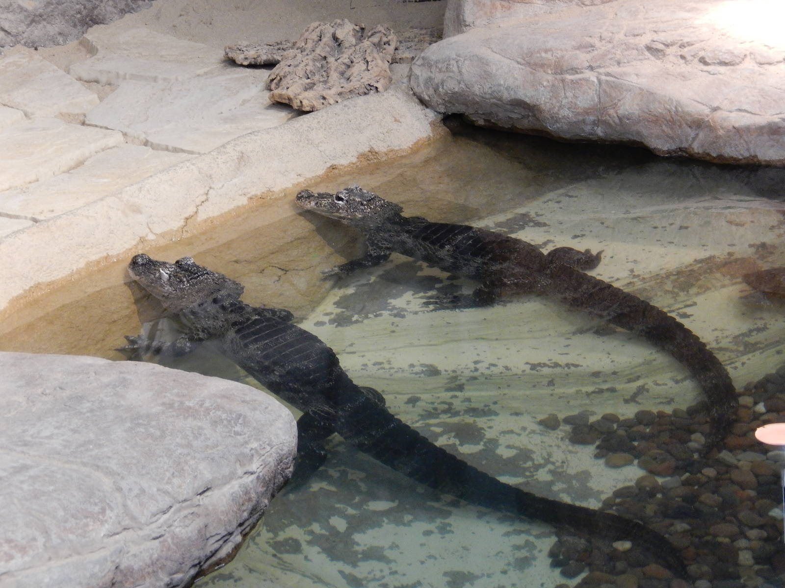 5/19/2016 - Chinese Alligators