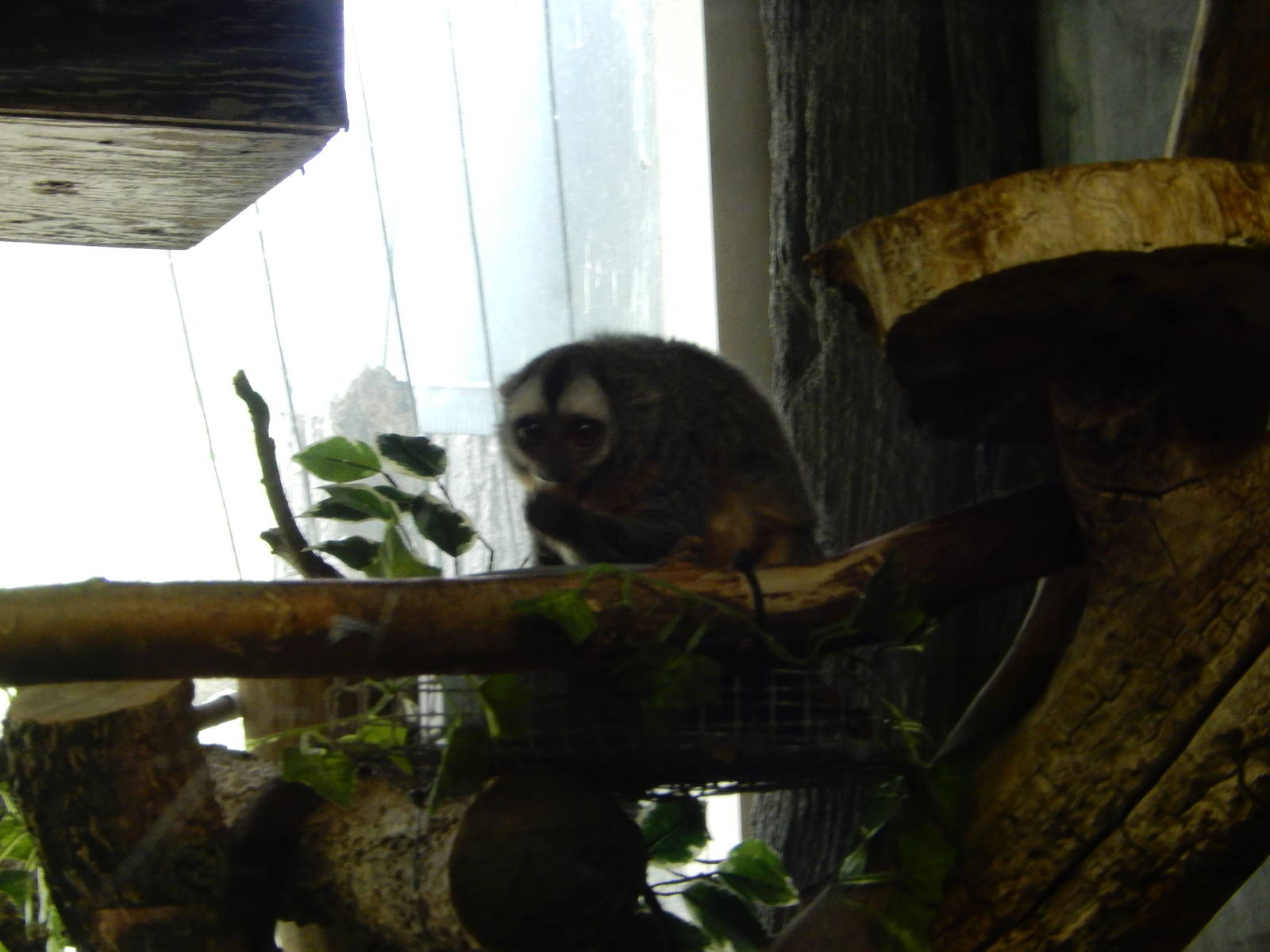 5/19/2016 - Douroucouli