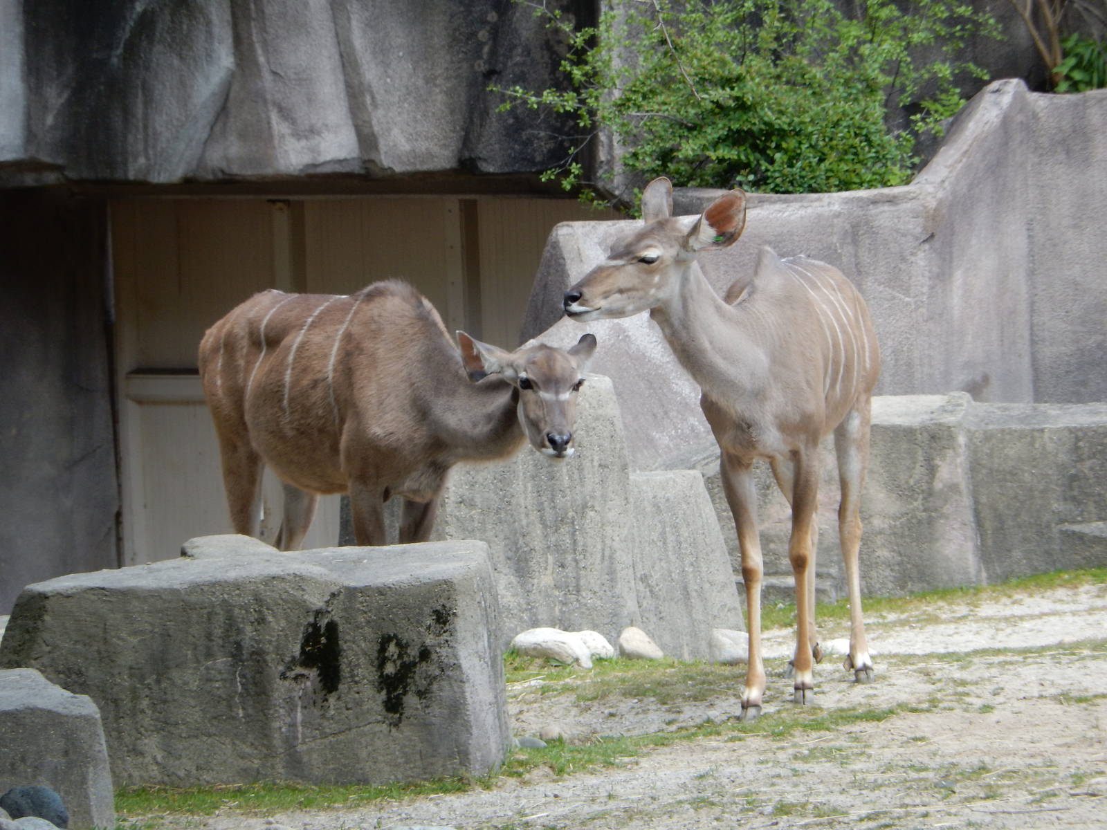 5/19/2016 - Female Greater Kudu