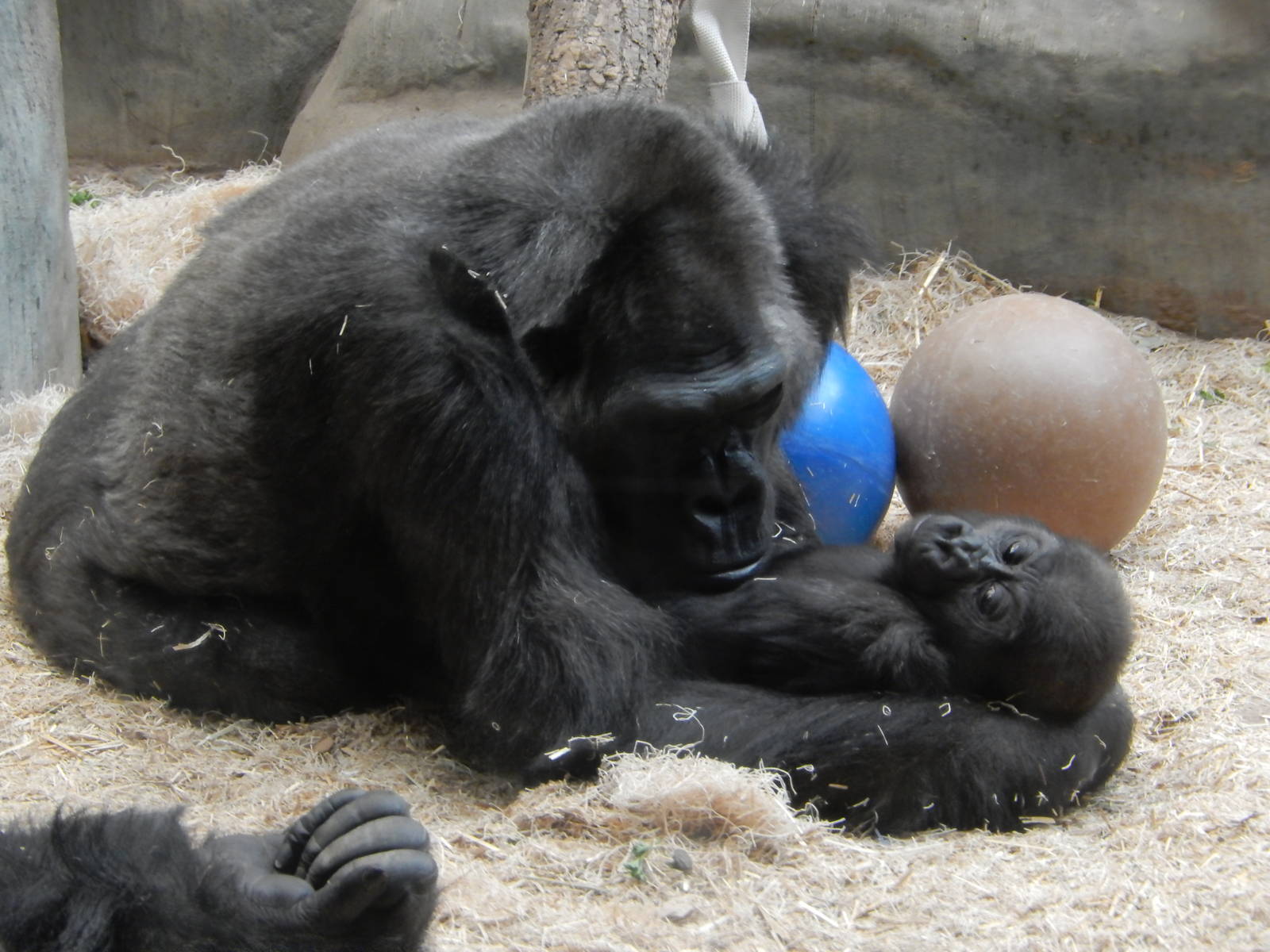 5/19/2016 - Femelle and Sulaiman