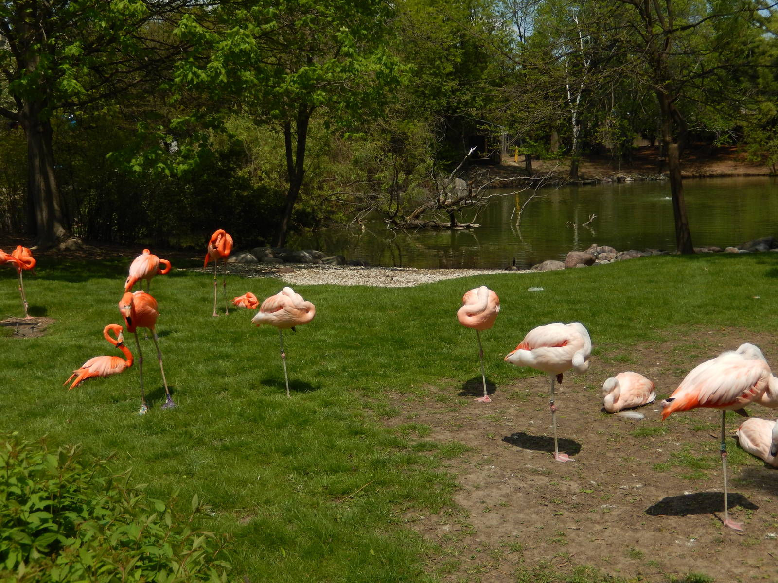 5/19/2016 - Flamingoes