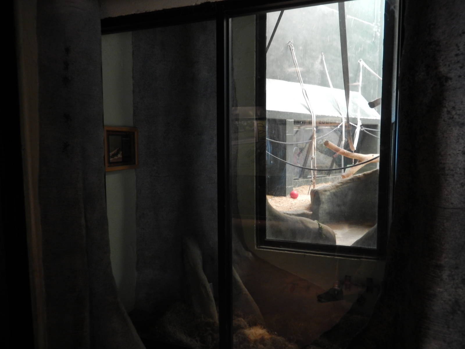 5/19/2016 - Former Terrarium? (My 1,000th Photo!)