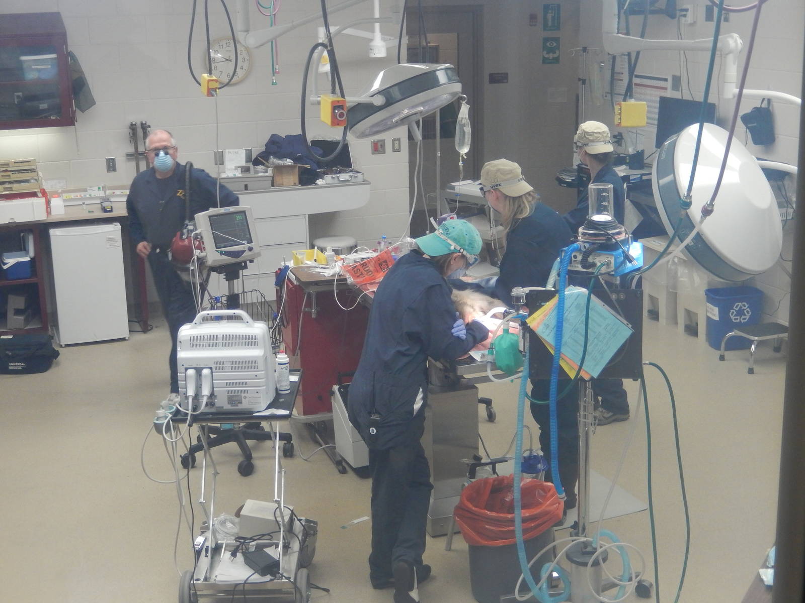 5/19/2016 - Japanese Macaque Dental Exam