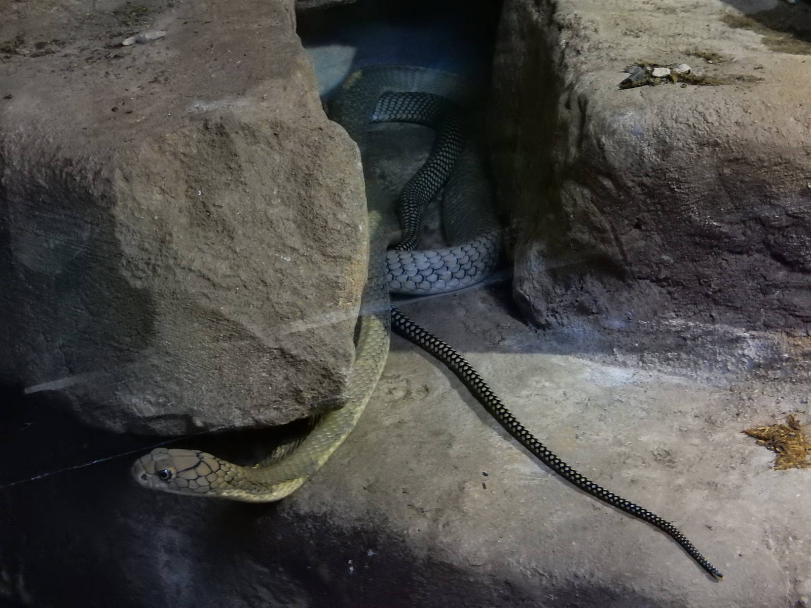 5/19/2016 - King Cobra