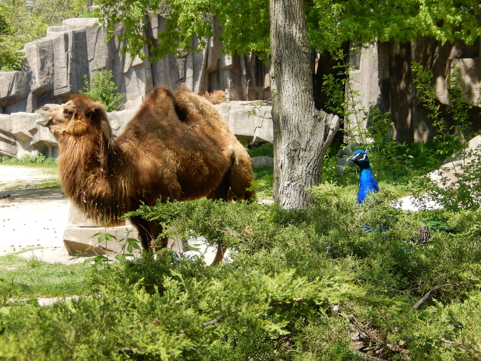 5/19/2016 - Peacock and Camel on Duty