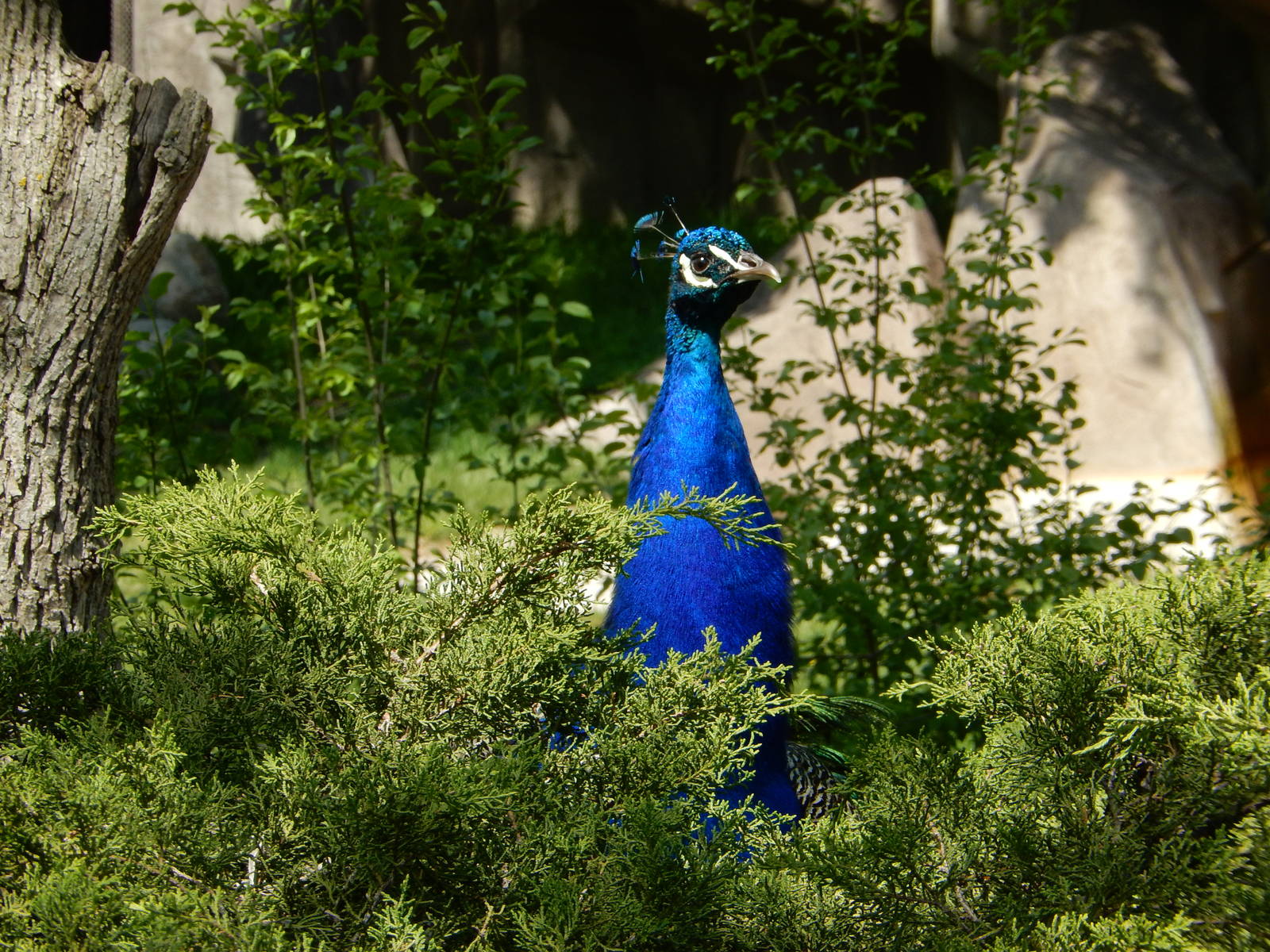 5/19/2016 - Peacock Sentry Duty