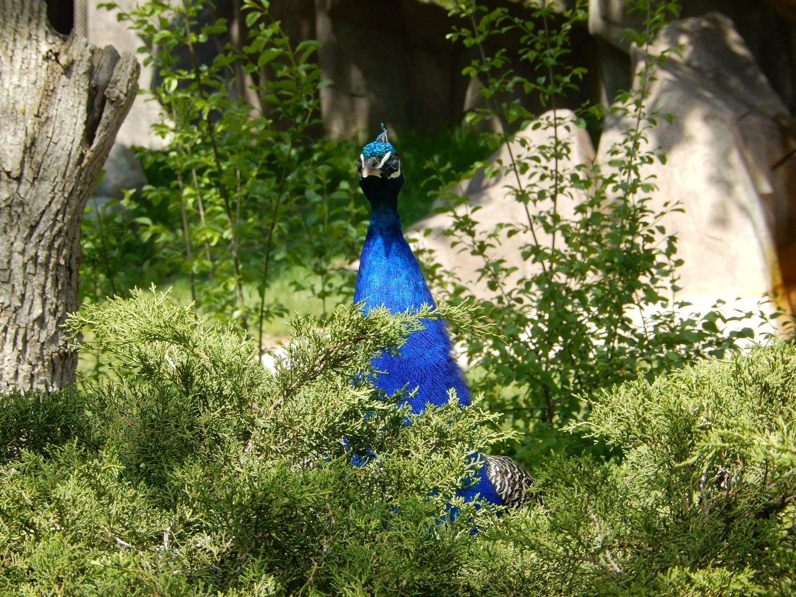 5/19/2016 - Peacock Sentry Duty