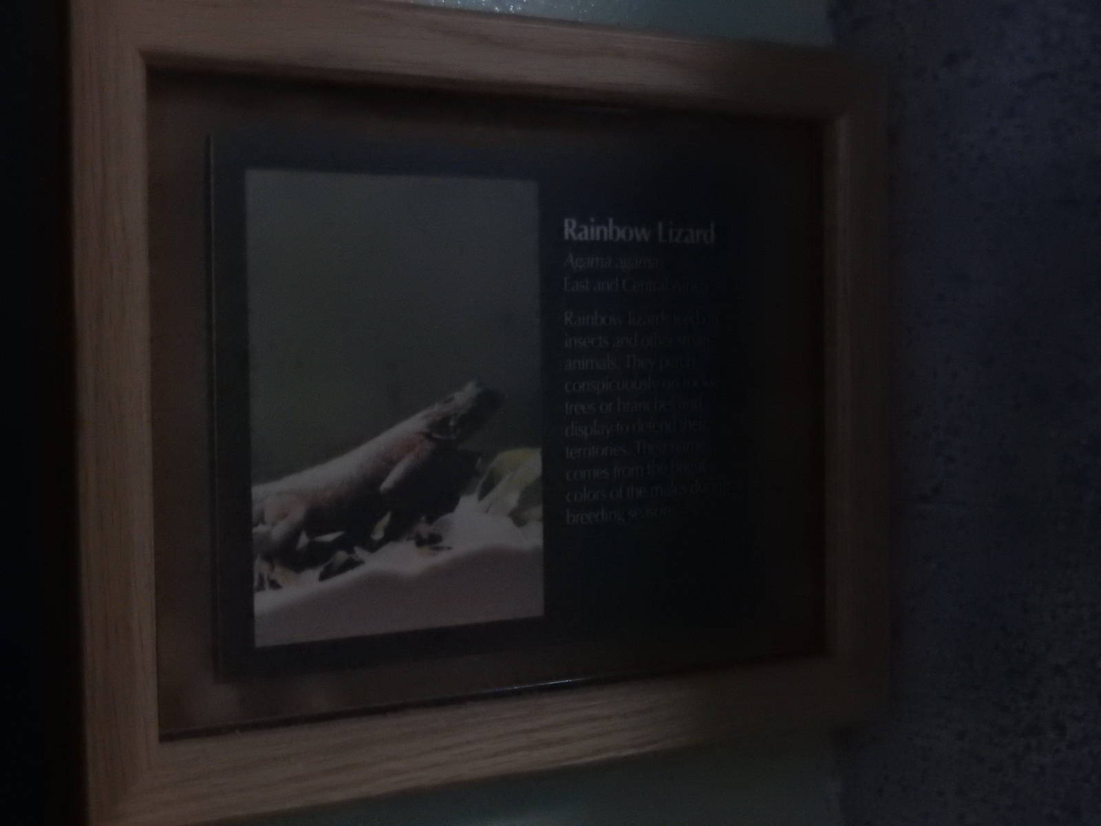 5/19/2016 - Rainbow Lizard Information Sign