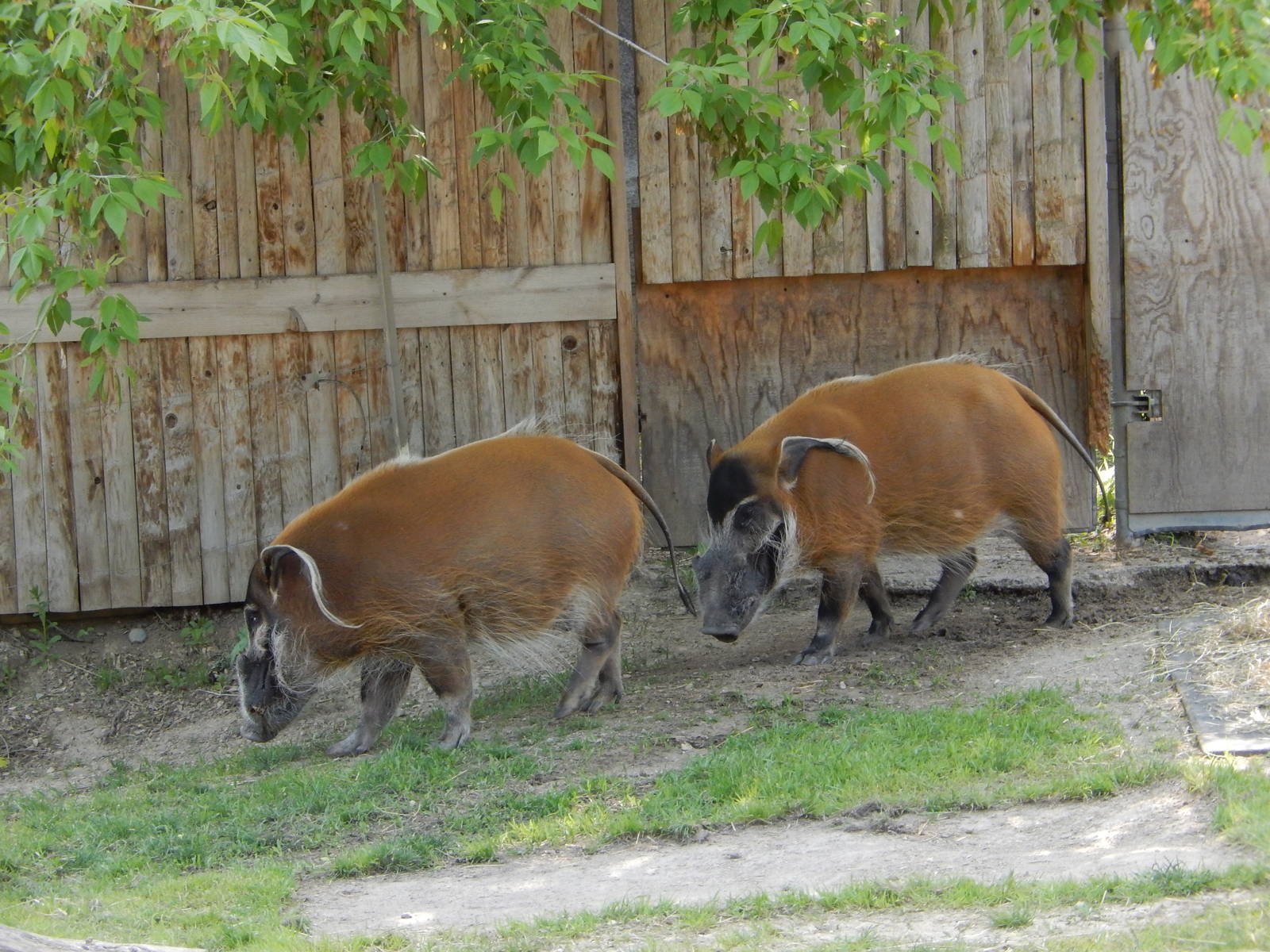 5/19/2016 - Red River Hogs