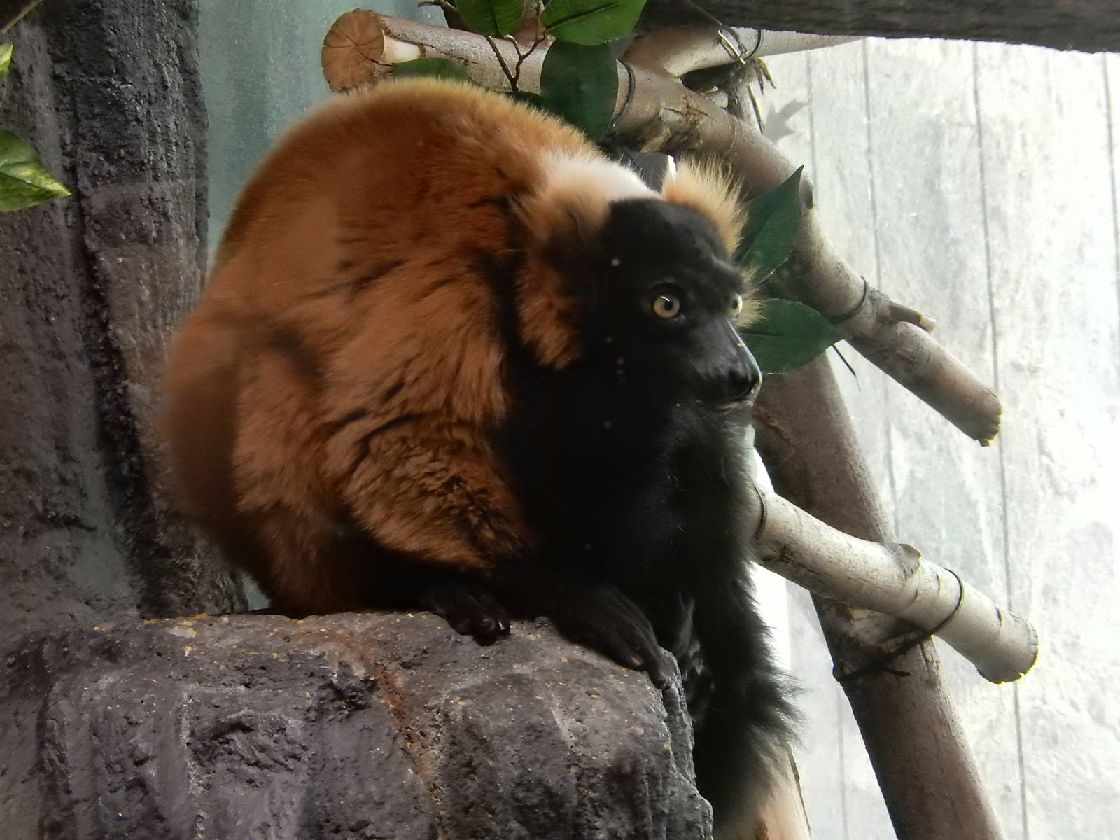5/19/2016 - Red Ruffed Lemur