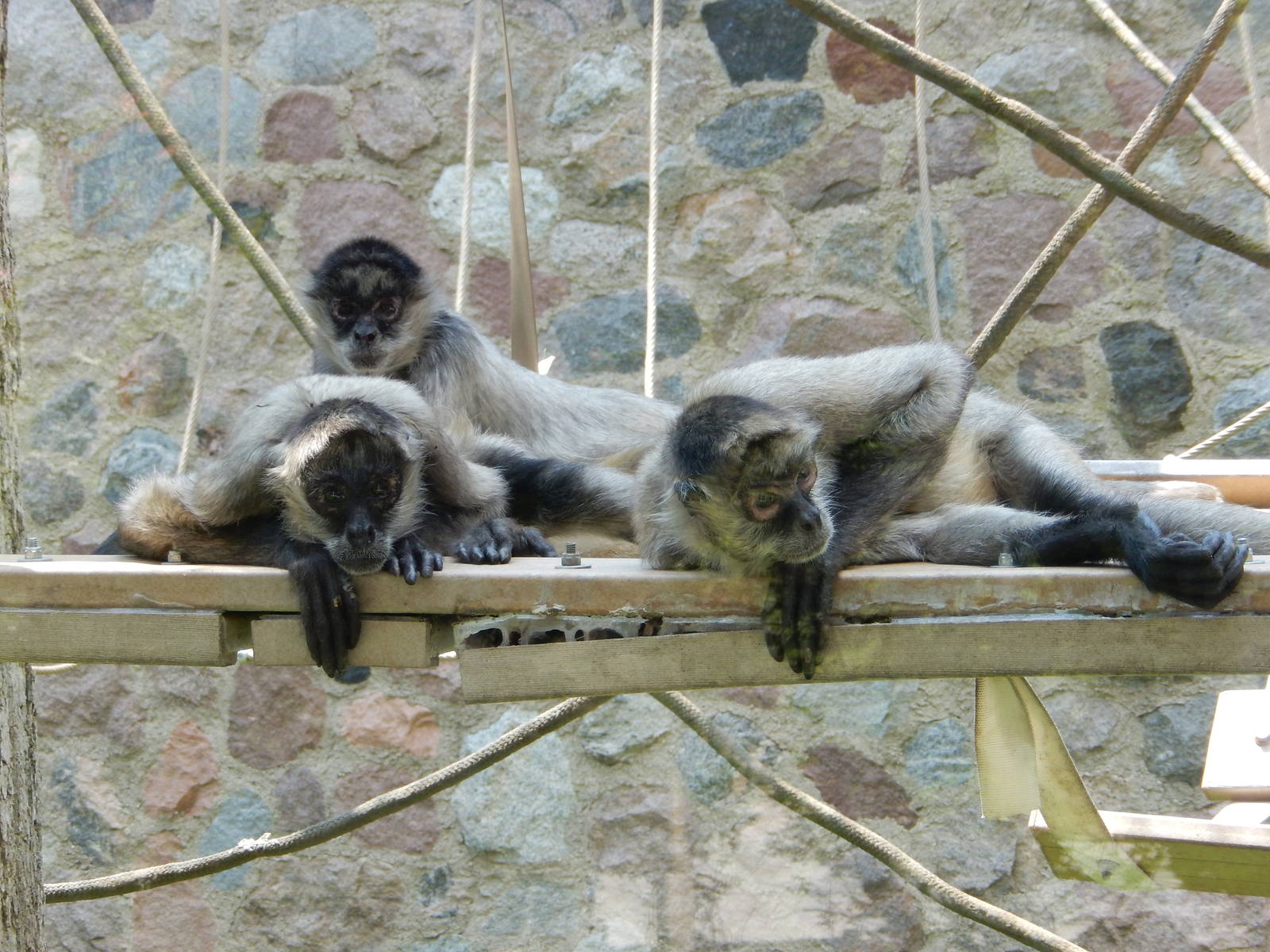 5/19/2016 - Spider Monkeys