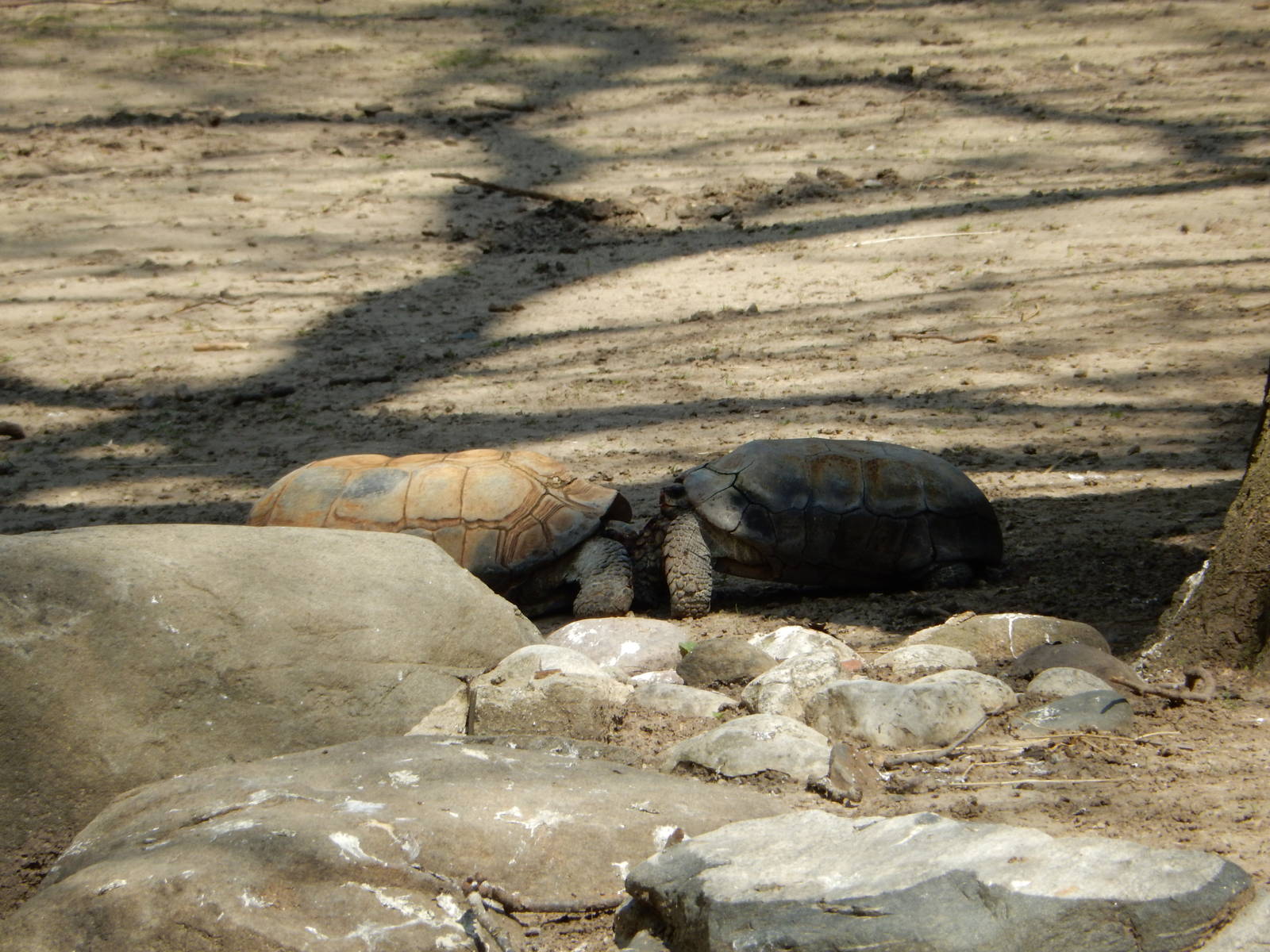 5/19/2016 - Tortoise Tussle