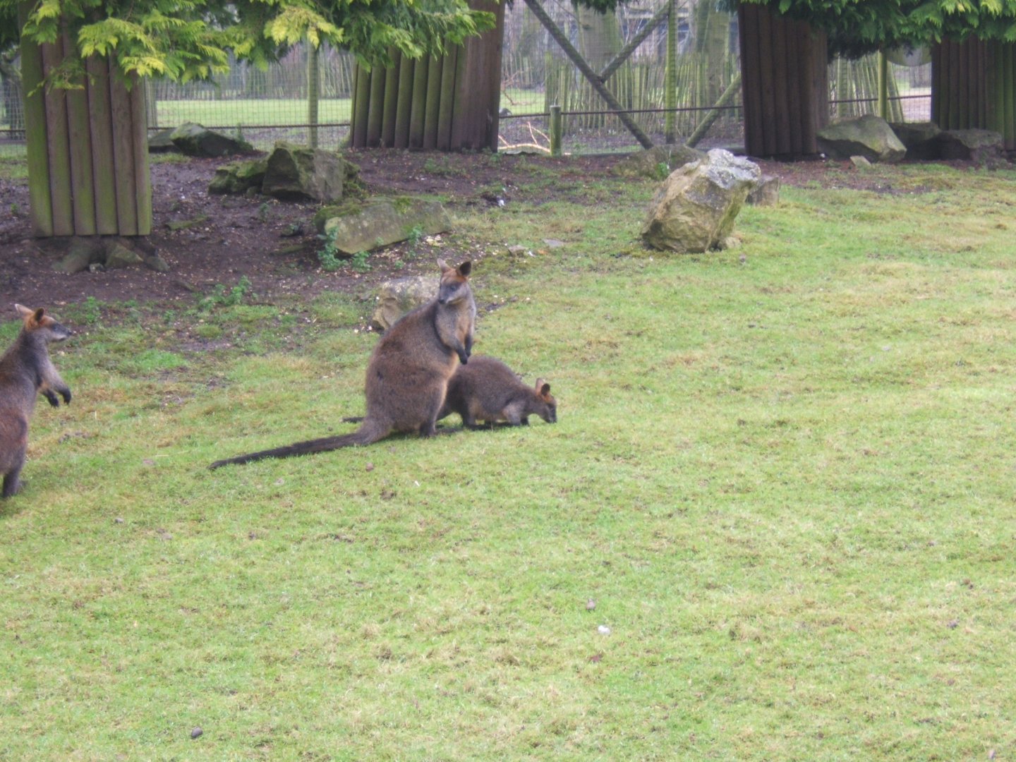 5/2/2017 Swamp Wallabys