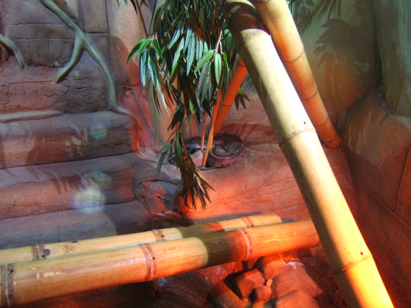 5/2/2017 View of Blood Python