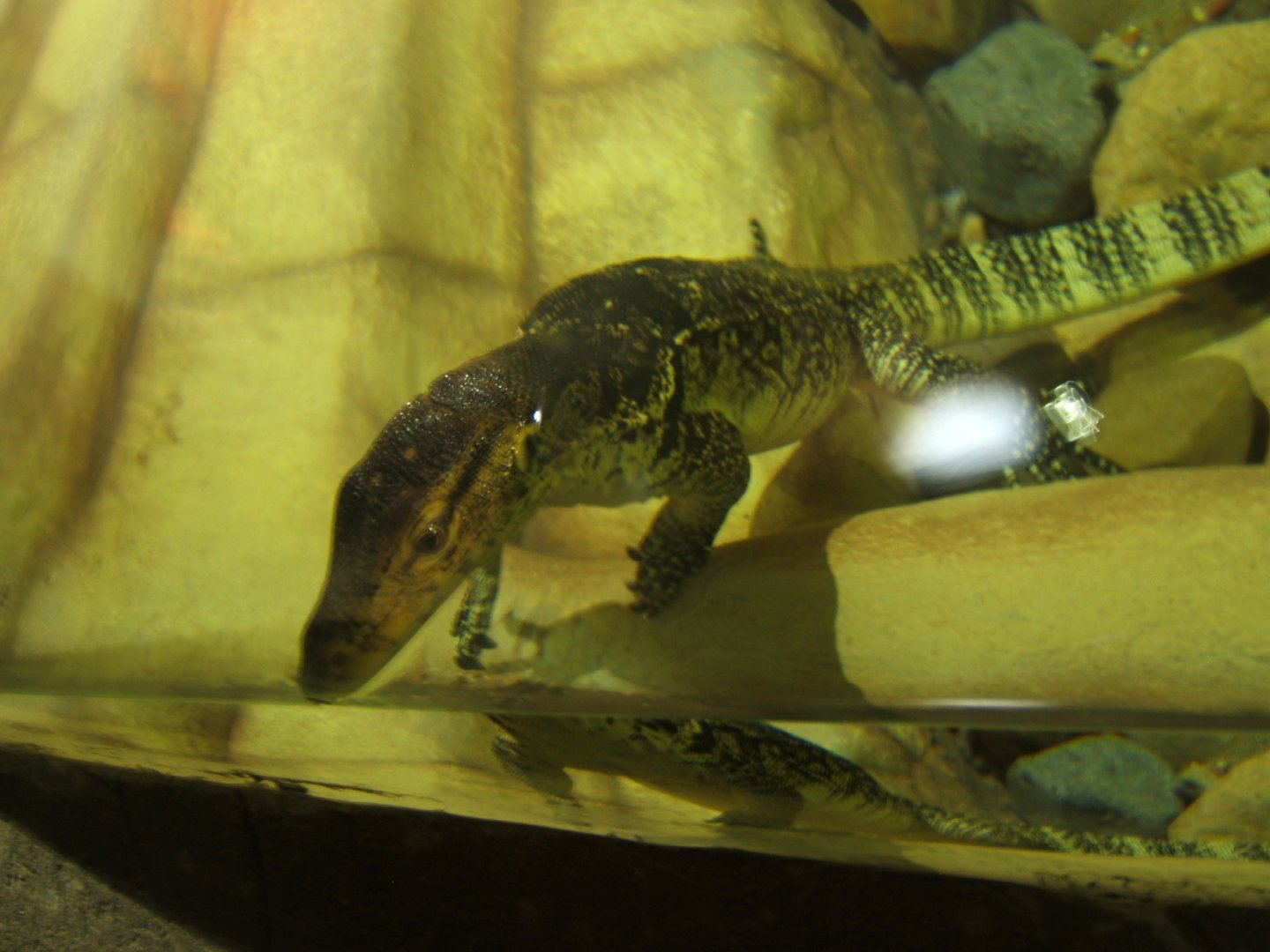 5/2/2017 View of Malayan Water Monitor in water