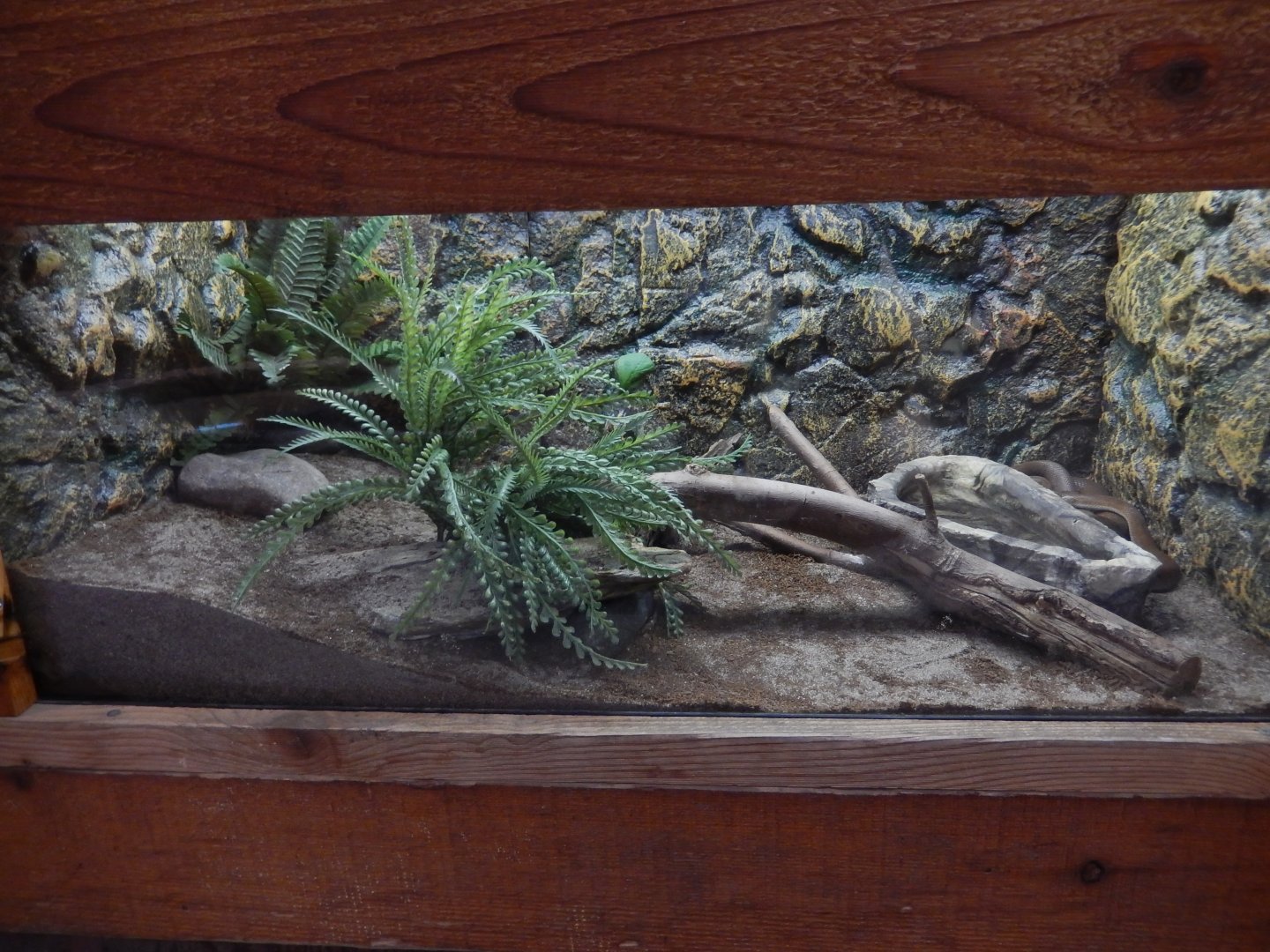 5/2/2018 - African House Snake Terrarium