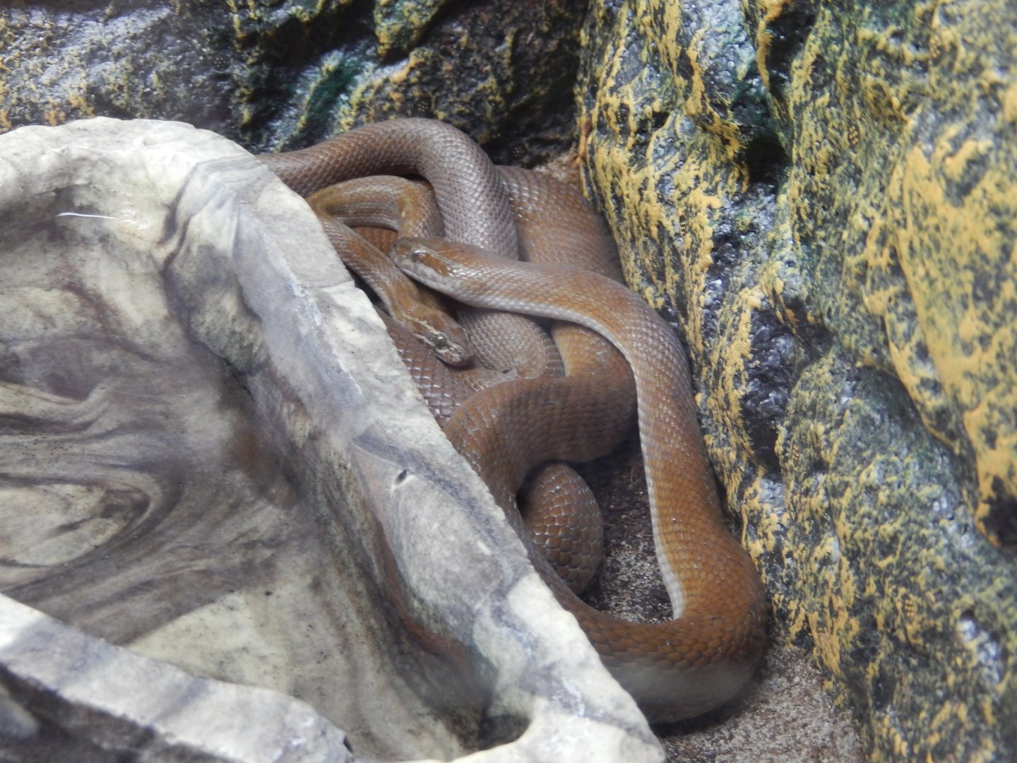 5/2/2018 - African House Snakes