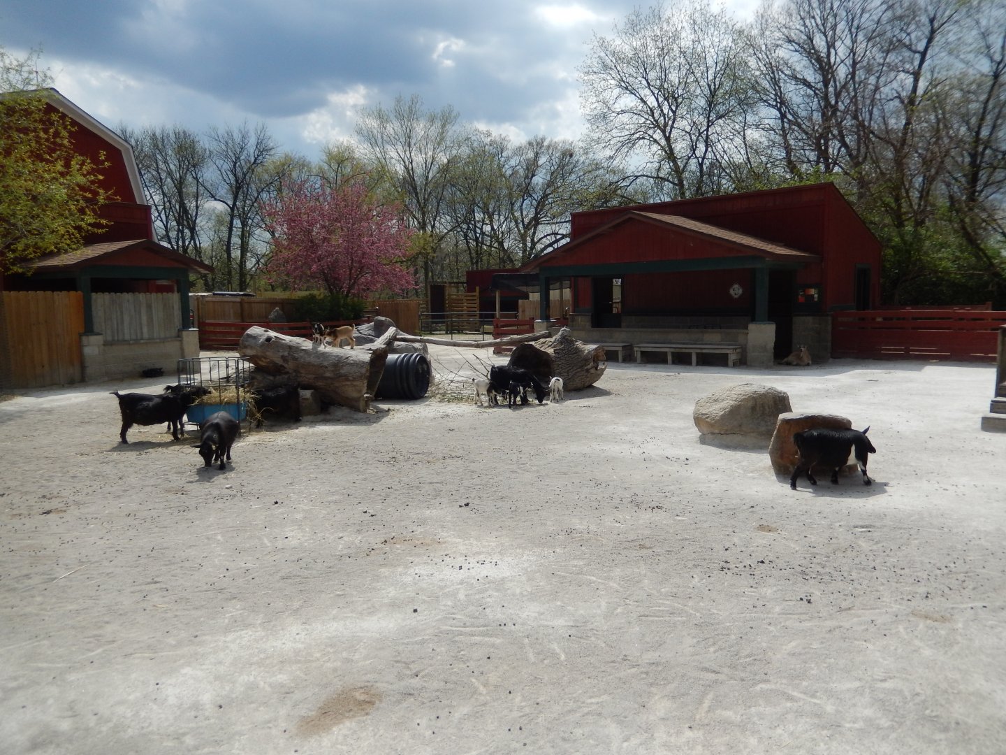 5/2/2018 - African Pygmy Goat Yard