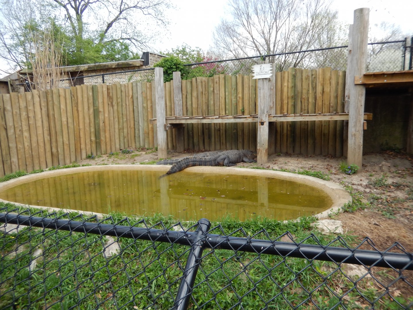 5/2/2018 - American Alligator Pool
