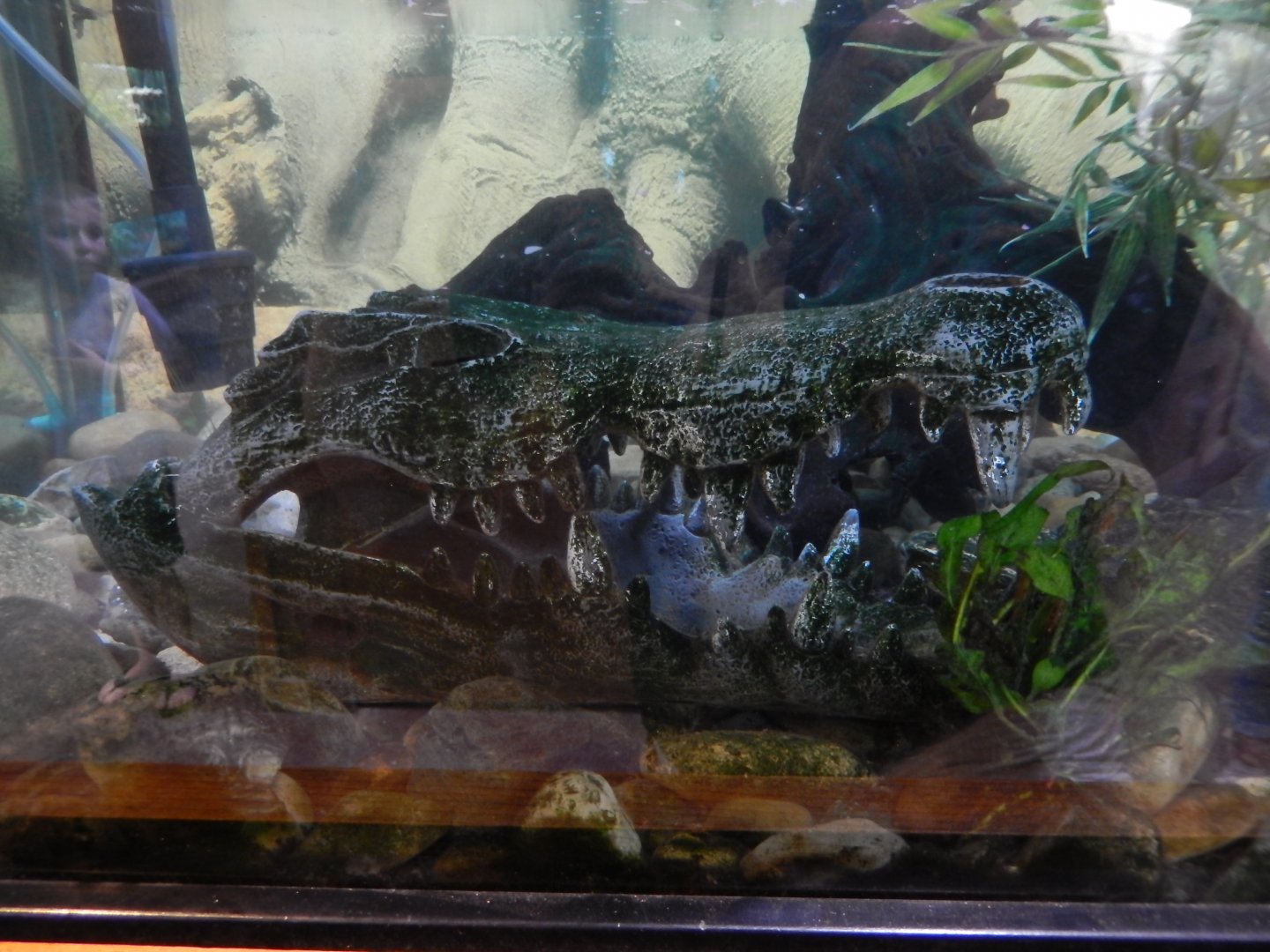 5/2/2018 - Artificial Crocodile Skull