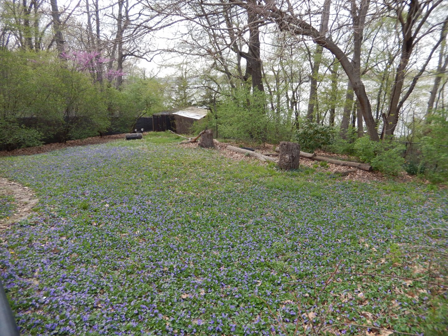 5/2/2018 - Bald Eagle Habitat