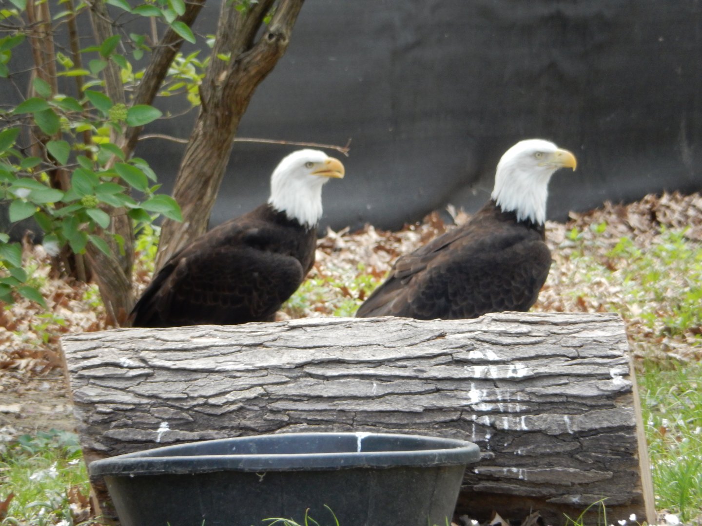 5/2/2018 - Bald Eagles