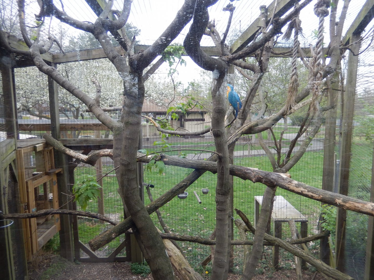 5/2/2018 - Blue and Gold Macaw Exhibit