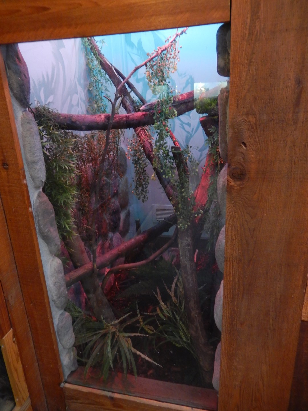 5/2/2018 - Blue Tree Monitor Terrarium